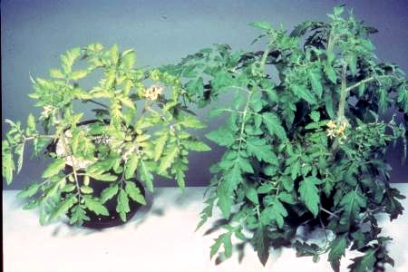 Sulfur deficiency in tomatoes