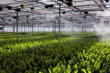 watering_greenhouse.jpg