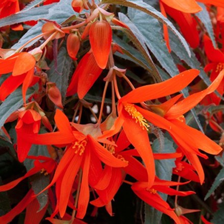 La variedad Begonia boliviensis 'Santa Cruz'