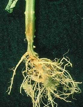 Pourriture du collet et des racines par le Pythium sur un plant de concombre produit en serre.