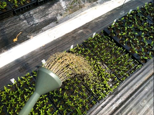 Aplicación de té de compost a las plántulas de verduras.