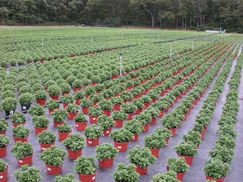 Cultivo de crisantemos en jardines exteriores. Fuente: Premier Tech Horticulture