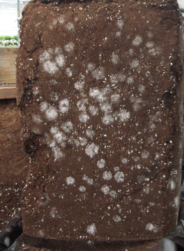 Example 3. Freshly opened bale showing presence of Trichoderma mold..jpg