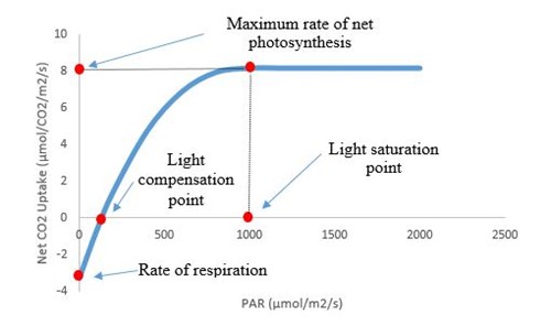 Graph of the light compensation point and the light saturation point