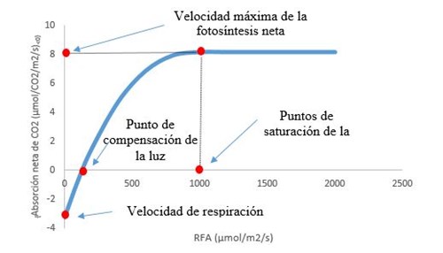 Gráfico del punto de compensación de la luz y del punto de saturación de la luz.