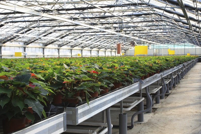 Greenhouse Containers plants photo istock