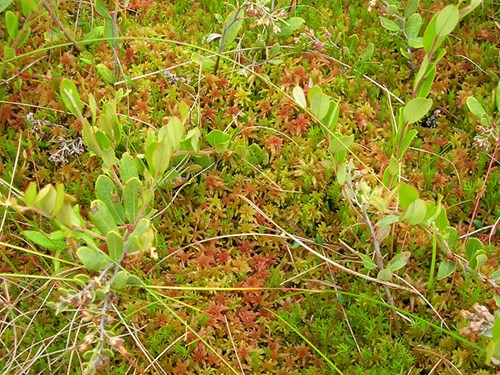 Sphagnum Peat Moss Plant