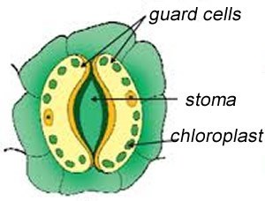 Stomates Guard Cells Stoma Chloroplast Photosynthesis PRO_MIX