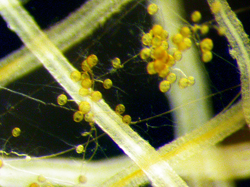 Photo des racines en présence du réseau mycorhizien