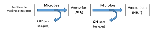 Mineralisation de proteines de matieres organiques en ammonium PRO-MIX