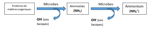 Nitrification de l'ammonium en nitrate par les bacteries du sol PRO-MIX