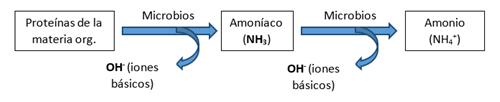 Mineralizacion de las proteinas de la materia organica a amonio disponible  PRO-MIX