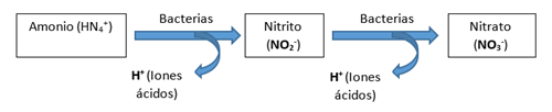 Nitrificacion del amonio en nitrato por medio de las bacterias del suelo PRO-MIX