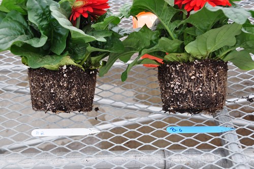 The gerbera on the right was inoculated with mycorrhizal fungi and has more roots.jpg