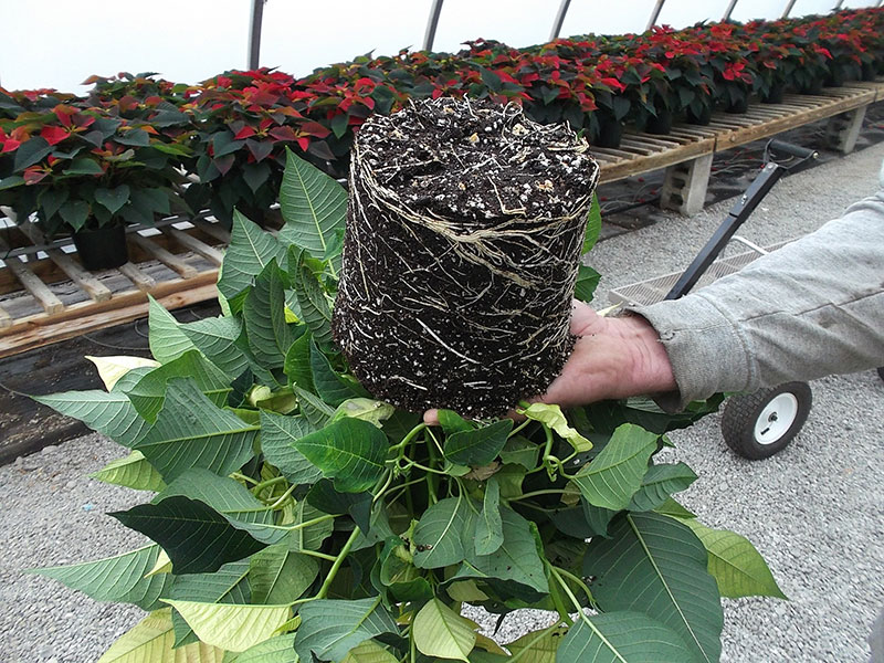 Roots Poinsettia Gumto PRO-MIX Greenhouse Growing