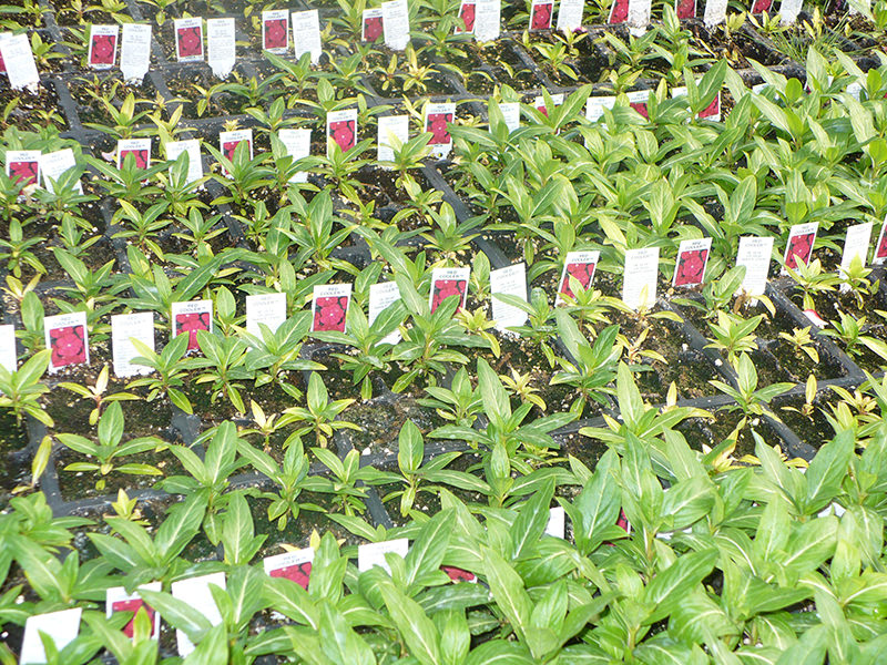 Este cultivo de vinca muestra plantas saludables normales entremezcladas con plantas cloróticas