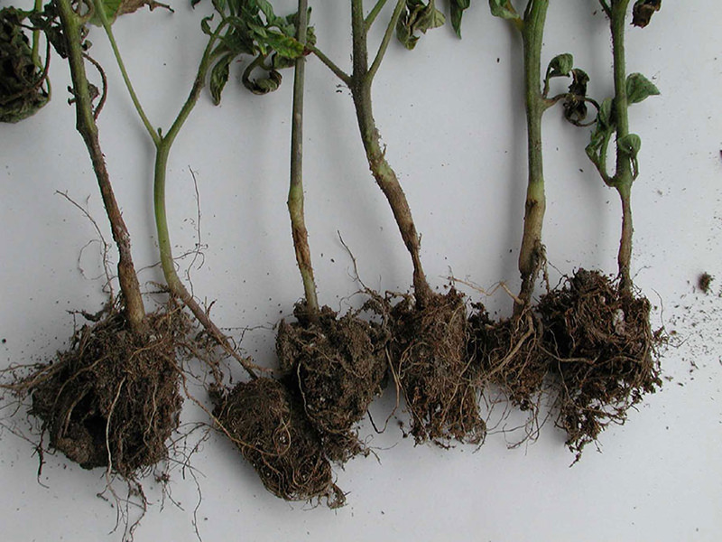 Plantas jóvenes de tomate que muestran pudrición de cuello producida por Alternaria