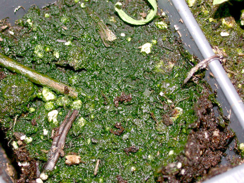 Algae on growing medium