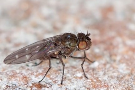 adult shore fly