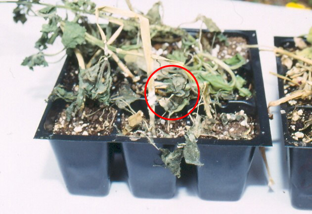 Petunia dying from Sclerotonia infection
