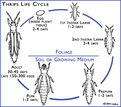 General life cycle of thrips.  Source: https://www.ipmlabs.com/thrips-damage/