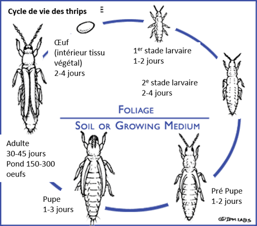 Cycle de vie général des thrips.  Source : https://www.ipmlabs.com/thrips-damage/