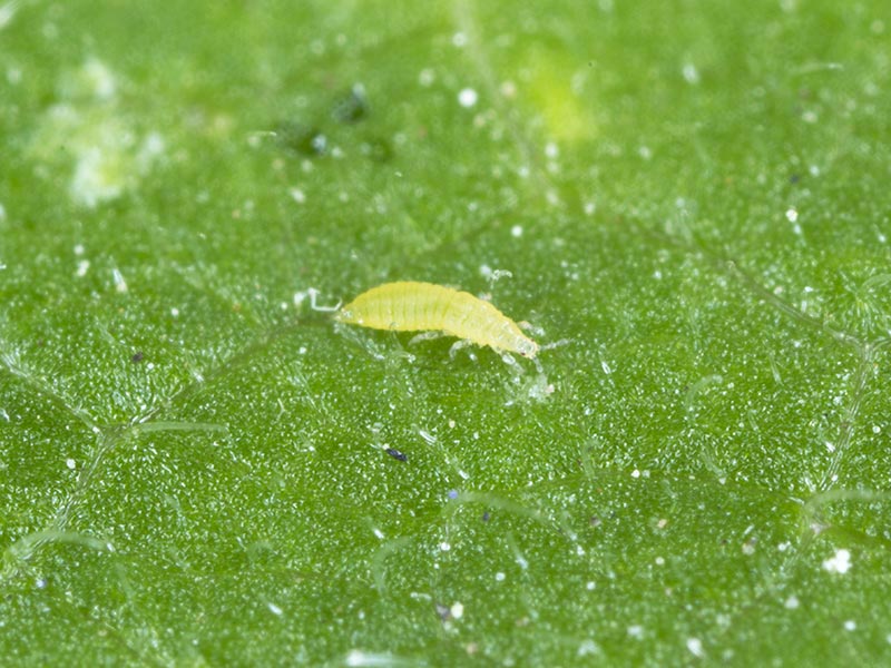 Los trips son una plaga común de insectos que ha sido difícil de controlar para la mayoría de los productores.