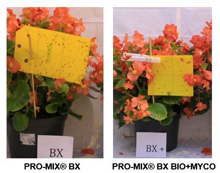 Note the reduced population of fungus gnats on BX BIO+MYCO yellow card