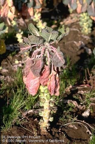 Phytophthora La coloration violacée et rougeâtre des plus vieilles feuilles est un symptôme de pourriture racinaire causée par le Phytophthora. Crédit photo : Jack Kelly Clark