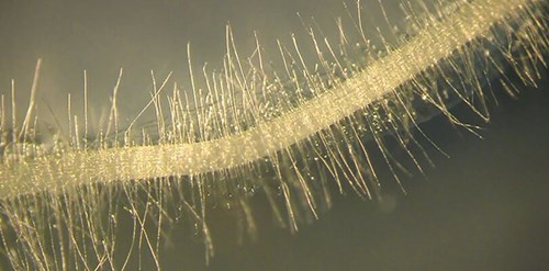 Closeup bacillus