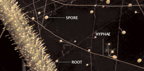 Mycorrhizae closeup