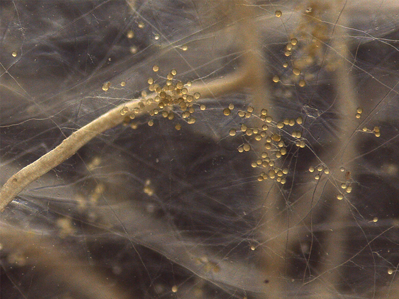 Closeup mycorrhizae