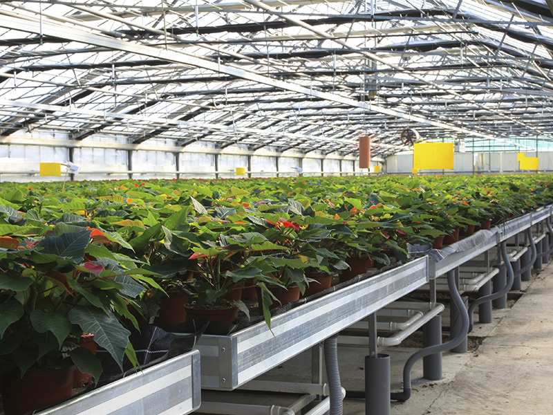 How To Prevent And Solve Root Diseases in Poinsettias