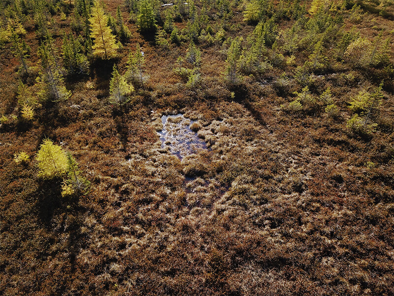 Peatland in restoration