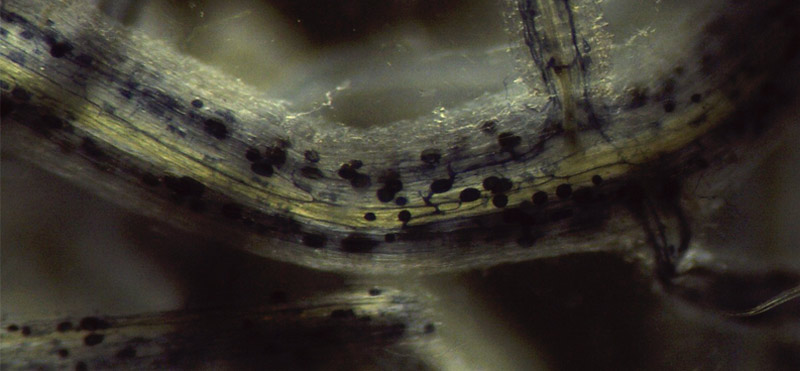 Racines de plantes colonisées par des champignons mycorhiziens