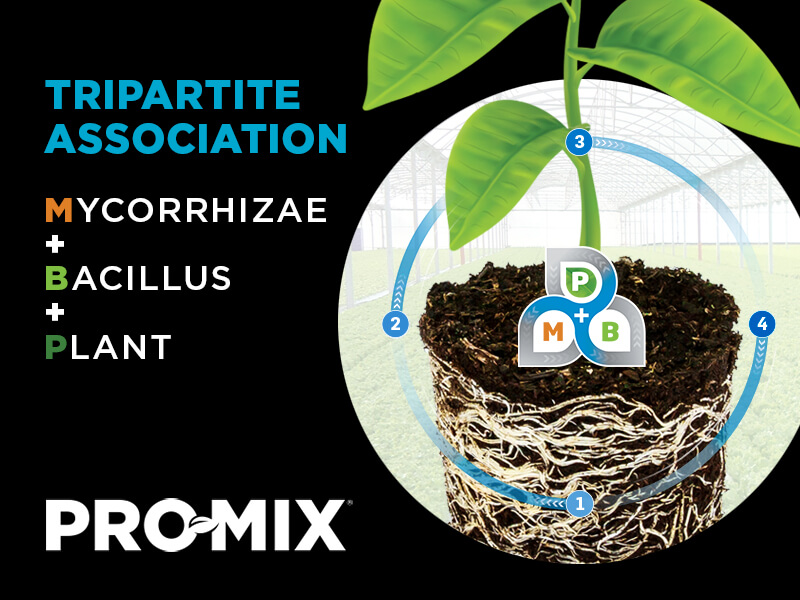 Tripartite association - mycorrhizae, bacillus, plant