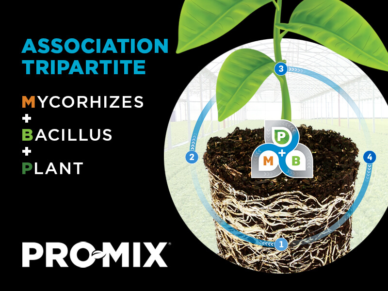 Association tripartite - Mycorhizes, bacillus, plant