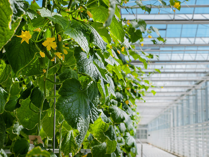 Organic cucumber in greenhouse