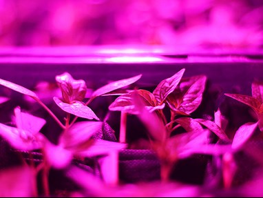 Young plants purple light
