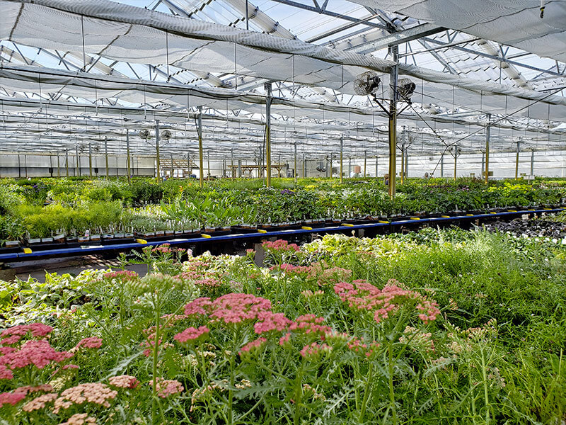 Las plantas perennes son colocadas alfabéticamente para ser localizadas más fácilmente.