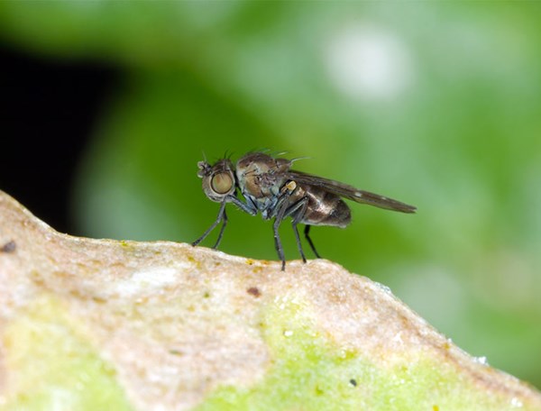 Insectes à surveiller : les mouches du terreau