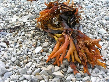Article es-us | Seaweed Alga marina