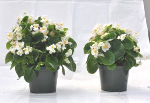  Bégonia en milieu de culture PRO-MIX HP-CC MYCORRHIZAE