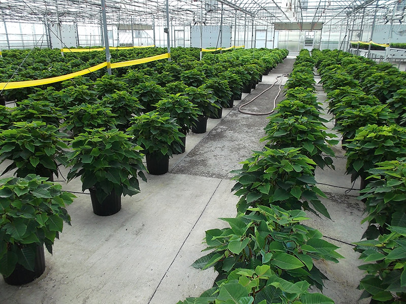 Article es-us | Brohl's Greenhouse Poinsettia Stock Plants flores de Pascua de Brohl's Greenhouse