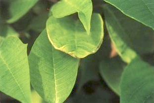 Calcium deficiency causing leaf edge necrosis in poinsettias by PRO-MIX Greenhouse Growing.