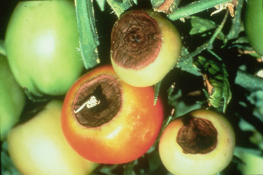 Calcium deficiency causing blossom end rot of tomatoes by PRO-MIX Greenhouse Growing.