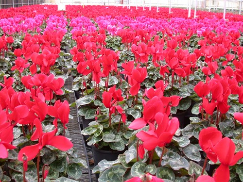 Cyclamen crop (Welby Gardens, CO)