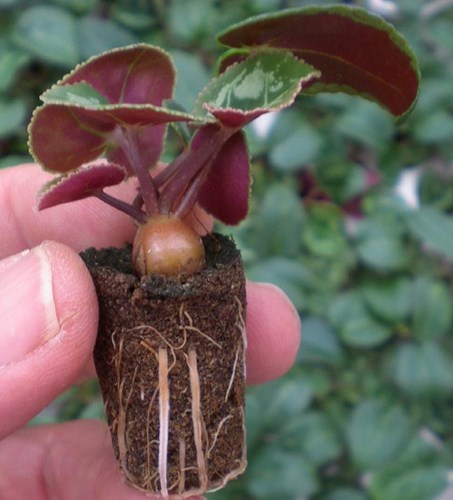 cyclamen bulb