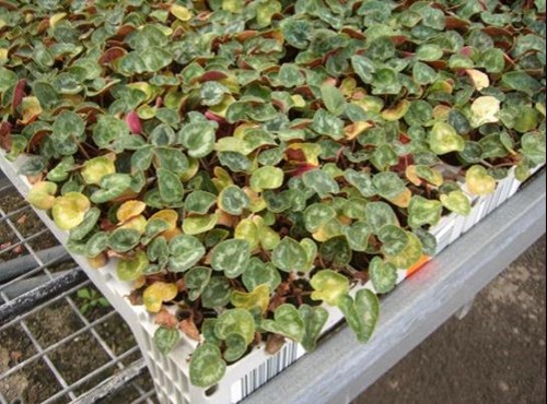 cyclamen plug trays