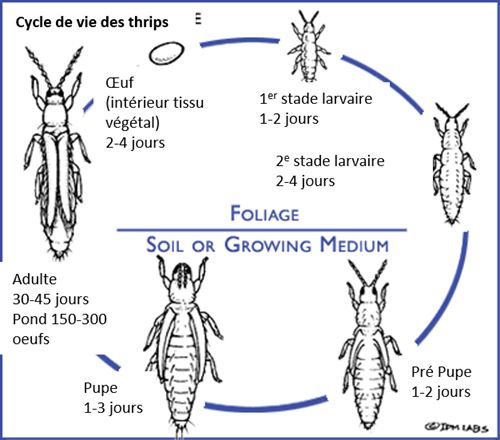 Cycle de vie general des thrips